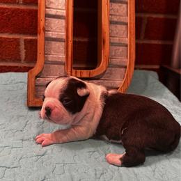 Bruno - Black brindle and white male Boston Terrier puppy in Conyers, Georgia from Dixe Hill Dogs