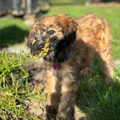 Girl 3 - Wheaten Whoodle puppy in Knoxville, Tennessee from Fleury Farm Doodles TN