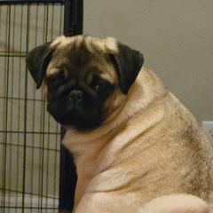 Ref - Pug puppy from Peak Bullies and Pugs SC