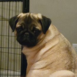 Ref - Pug puppy from Peak Bullies and Pugs SC