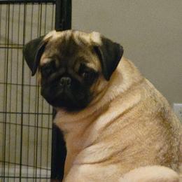 Ref - Pug puppy from Peak Bullies and Pugs SC