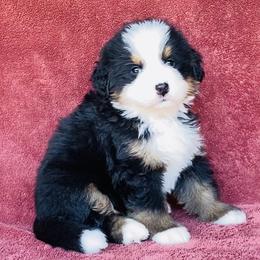 Maroon Collar Female - Black rust and white female Bernese Mountain Dog puppy in Bristol, Tennessee from Holston Hollow Farm