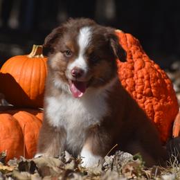 Bronc - Red Miniature Australian Shepherd puppy in Redfield, Kansas from CY Ranch Aussies