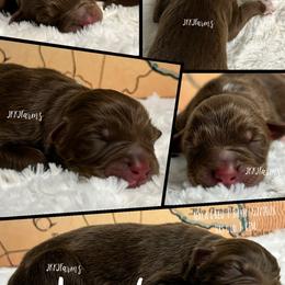 6 Legand - Red tri-color male Australian Shepherd puppy in Huntington, Texas from JKKJ Farms, LLC