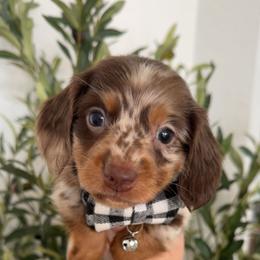 Conway - Dapple male Dachshund puppy in North Fort Myers, Florida from Trust Fund Devil Kennel
