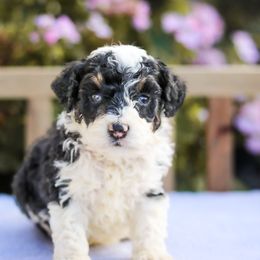 Cookie - Phantom female Bernedoodle puppy in Crete, Nebraska from Doodles & Co