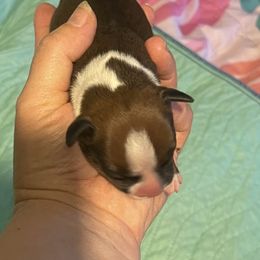 Jujube - Red female Staffordshire Bull Terrier puppy in Monroe, Georgia from Irresistibull Staffords