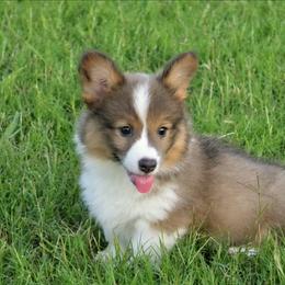 Umbreon - Sable male Pembroke Welsh Corgi puppy in Poteau, Oklahoma from Half-Pint Corgis