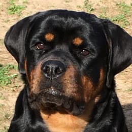 Issa  - Rottweiler