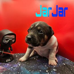 JarJar - White black and tan male Rat Terrier puppy in Lynn, Alabama from Cryptic Rat Terriers