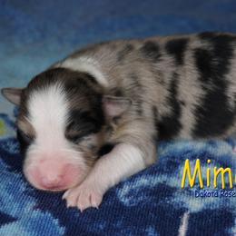 Mimosa - Blue merle female Australian Shepherd puppy in Burbank, South Dakota from Dakota Rose Aussies