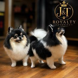 Daphne - Pomeranian