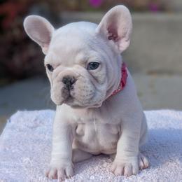 Aspen - White female French Bulldog puppy in Delafield, Wisconsin from Bishop Bullyz