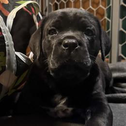 Cane Corso Puppies from Arcana Cane Corso