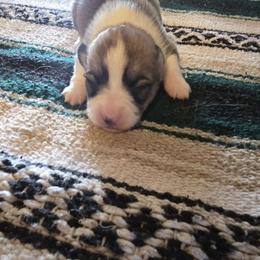 Willow - Red female Pembroke Welsh Corgi puppy in Anton, Texas from X Bar's Lil Legs of Texas