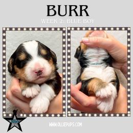 Burr (Blue collar) - Tri-color male Bernedoodle puppy in Boiling Springs, South Carolina from OlliePups, LLC