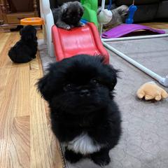 Tibetan Spaniel Puppies from Sterling Tibbies