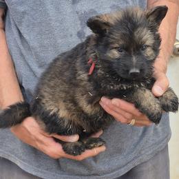 Red Girl 2 - Sable female German Shepherd puppy in Lake George, Colorado from High Country German Shepherds