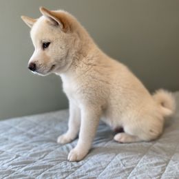 Samwise - Cream male Shiba Inu puppy in Monett, Missouri from Happy Tails Shiba Inus