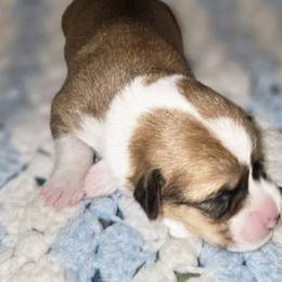 Pembroke Welsh Corgis from Spartan Corgi's