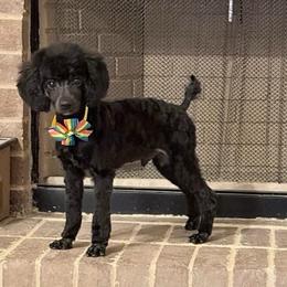 Dax - Black male Poodle puppy in Bedford, Texas from S.H.A.R.P.’s Toy Poodles