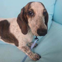 Noodle - Dachshund