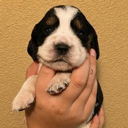 Coyote - Black white and tan male English Springer Spaniel puppy in Fort White, Florida from Thunderbird Springers