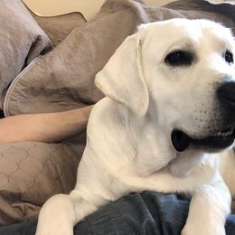 Labrador Retriever All Grown Up from Chateau St. John