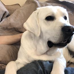 Labrador Retriever All Grown Up from Chateau St. John