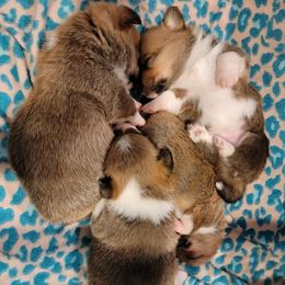 Pembroke Welsh Corgi Puppies from Camp Corgis