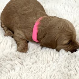 Goldendoodle Puppies from Doodles and Cavaliers