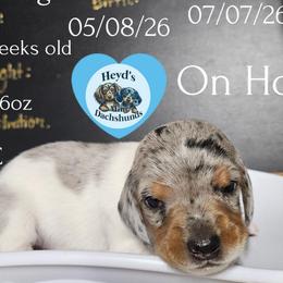 Rheagal - Dapple male Dachshund puppy in Hoquiam, Washington from Heyd's Mini Dachshunds