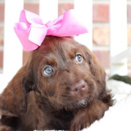 Labradoodle Puppies from Mountain Range Doodles