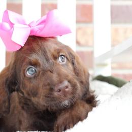 Labradoodle Puppies from Mountain Range Doodles