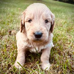 Boy 1 - Cream male Goldendoodle puppy in Mattawan, Michigan from Doodifuldoods