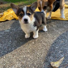Pembroke Welsh Corgi Puppies from The Hope Ranch