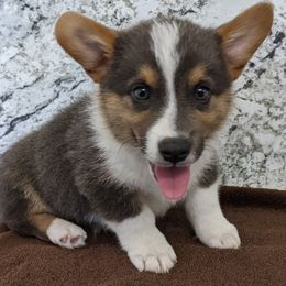 Pembroke Welsh Corgi Puppies from Wartooth Cowdogs