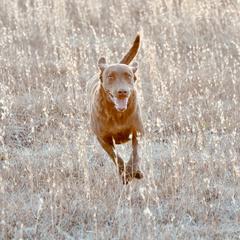 Izzy - Chesapeake Bay Retriever