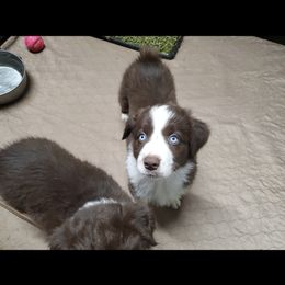 Australian Shepherd Puppies from DoubleL Aussies