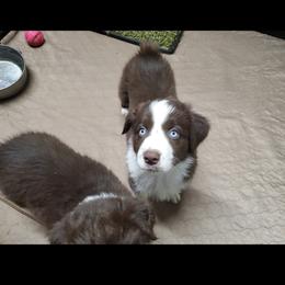 Australian Shepherd Puppies from DoubleL Aussies