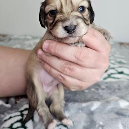 Shaded cream female 2 - Cream female Dachshund puppy in Belle Rive, Illinois from Akin's Miniature Dachshunds, LLC