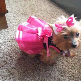 Yorkshire Terrier All Grown Up from New Yorkie City