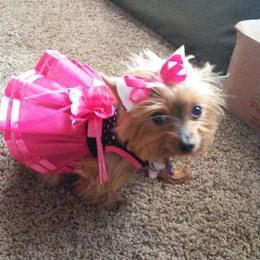 Yorkshire Terrier All Grown Up from New Yorkie City