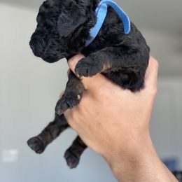 Poodle Puppies from Nay Design Poodles