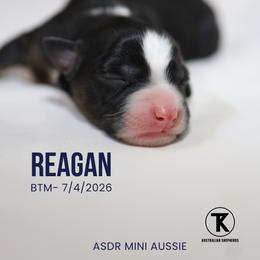 Boy 2 - male Miniature Australian Shepherd puppy in Nacogdoches, Texas from TK Standard, Mini, & Toy Aussies