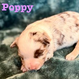 Poppy - Red merle female Miniature Australian Shepherd puppy in Howe, Oklahoma from Lockhart’s Double M Mini Aussies
