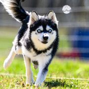Alaskan Klee Kai from Aspen Veil Klee Kai