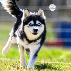 Alaskan Klee Kai from Aspen Veil Klee Kai