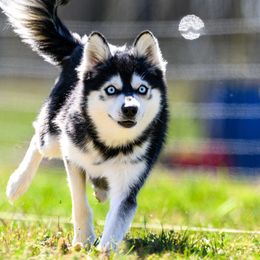 Alaskan Klee Kai from Aspen Veil Klee Kai