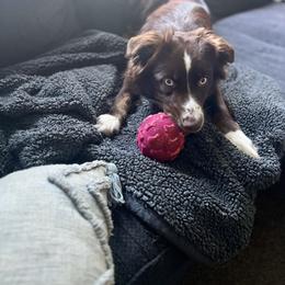 Australian Shepherd All Grown Up from Aussie Angels